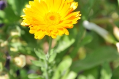 20090729_019d